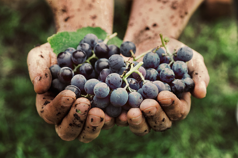Grapes-in-Hand